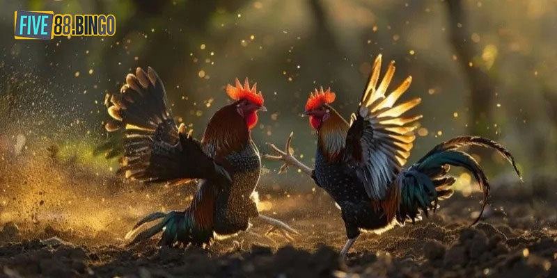 Những đặc điểm hấp dẫn về sảnh chơi đá gà Five88