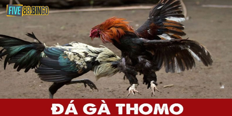 Trọn Bộ Luật Đá Gà Thomo & Kinh Nghiệm Đặt Cược Toàn Thắng