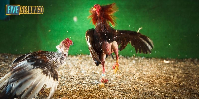 Đá gà trực tiếp - thông tin tổng quan