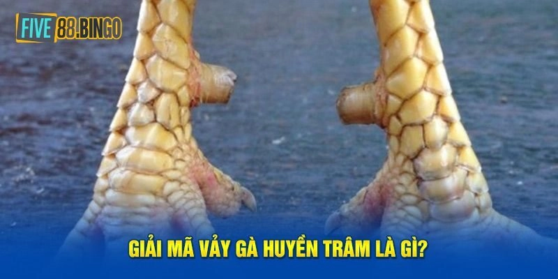 Hướng dẫn cách chăm sóc kê có vảy gà huyền trâm
