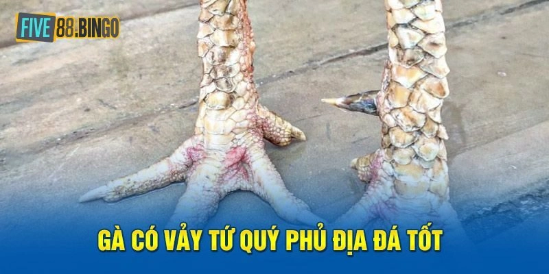 Vảy gà tứ quý và thông tin cơ bản
